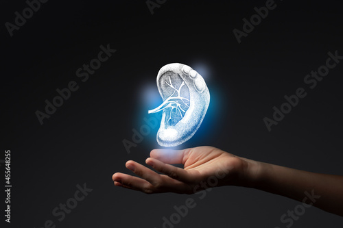 Photography Aesthitic handdrawn illustration of human spleen highlighted blue