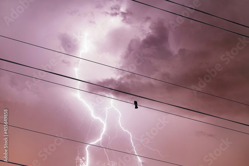 Alone bird on a wire or electric line on the stormy sky with lightning strike background. Loneliness concept
