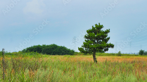A pine tree on the pampas grass grass