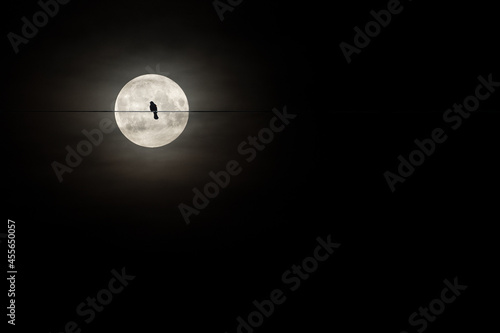 Alone bird on a wire or electric line on the night sky with huge moon background. Loneliness concept