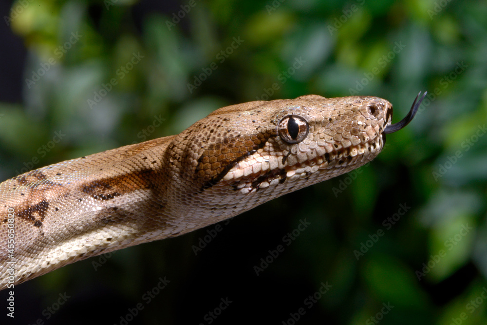 Naklejka premium Red-tailed boa // Abgottschlange (Boa constrictor)