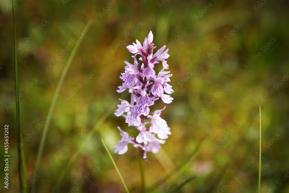Purple flower on a background of natural vegetation, macro. Purple flower on a background of natural vegetation, macro.