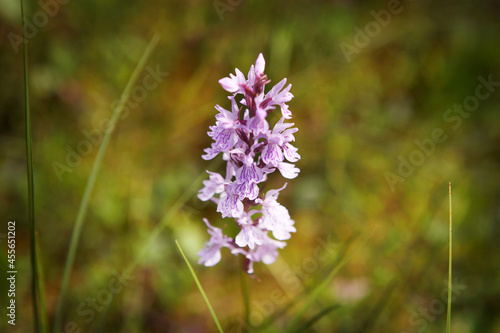 Purple flower on a background of natural vegetation, macro.