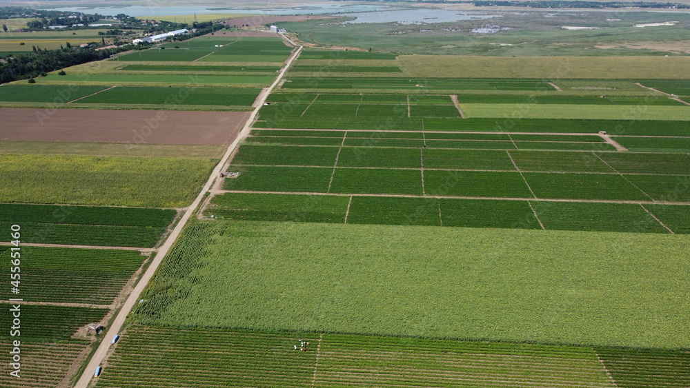 Obraz premium Vegetables field in summer