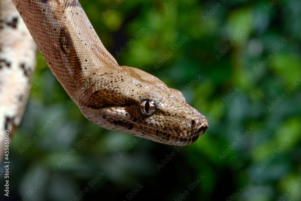 Naklejka premium Abgottschlange // Red-tailed boa (Boa constrictor)