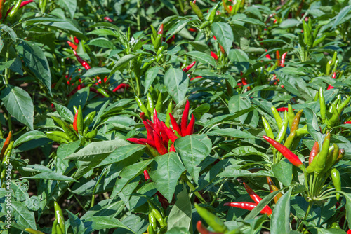 Hot chili peppers plant growing in a garden
