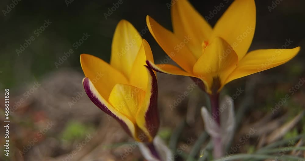 Two bright yellow crocus buds unfold against a blurred background of grass. Timelapse close up. Two bright yellow crocus buds unfold against a blurred background of grass. Timelapse close up.