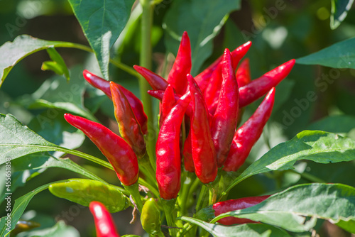 Hot chili peppers plant on bushes growing in a garden