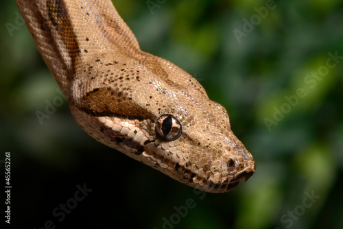 Red-tailed boa // Abgottschlange (Boa constrictor)