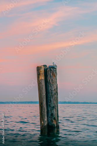 Seagull sitting on top of a stamb Lazise Lake Garda photo