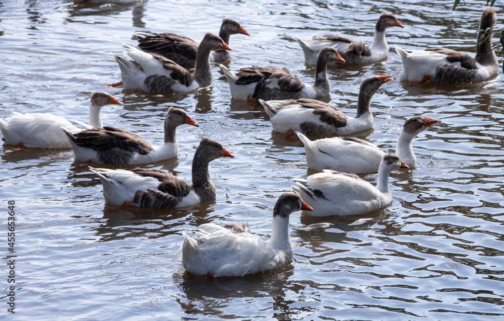 Gray geese swimming in the water. Domestic Geese Swimming Gray geese swimming in the water. Domestic Geese Swimming