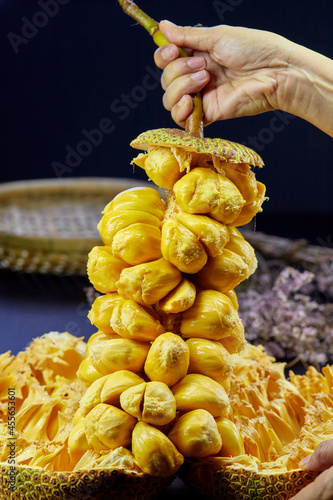 human hand holding organic ripe chempedak fruit peeling to eat on table photo