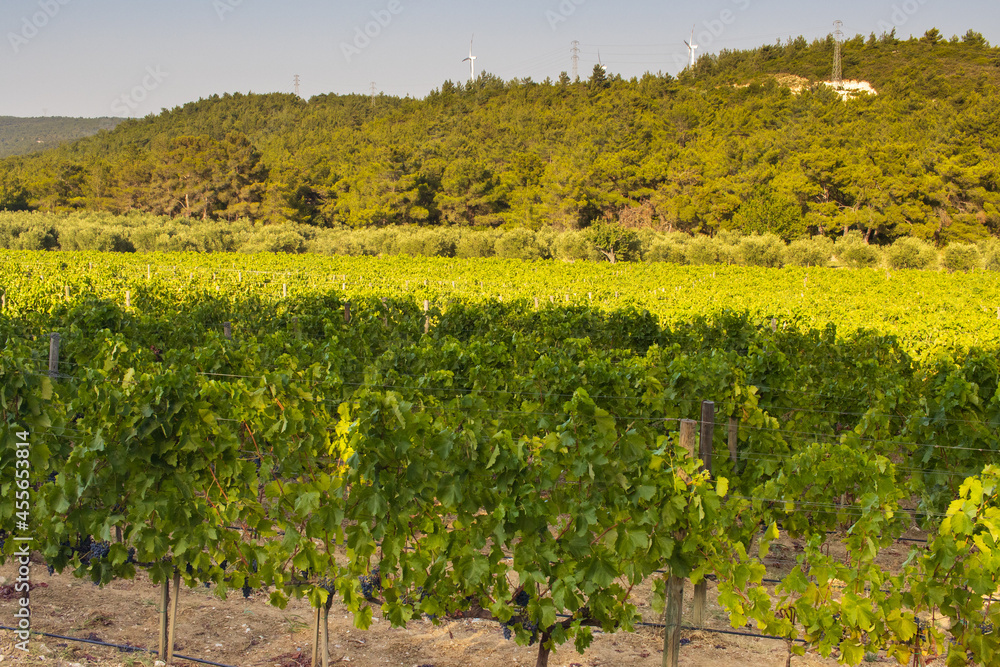 Sunny vineyard fields in Urla, Turkey. High quality photo