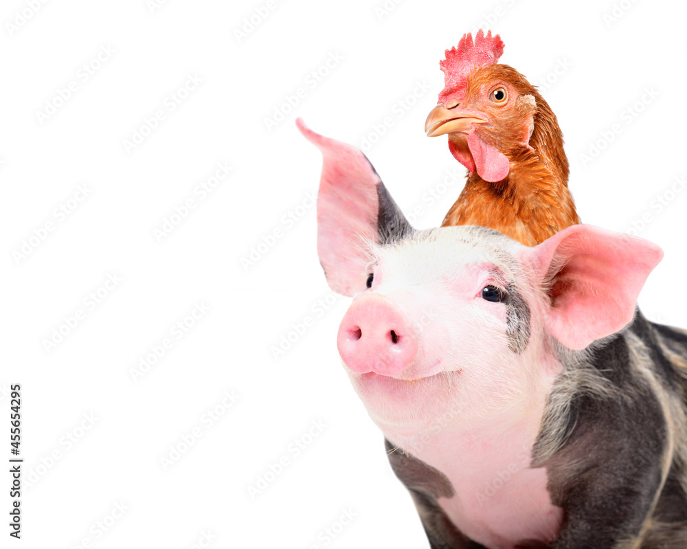 Portrait of adorable piglet with chicken on head, closeup, isolated on white background