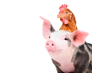 Portrait of adorable piglet with chicken on head, closeup, isolated on white background