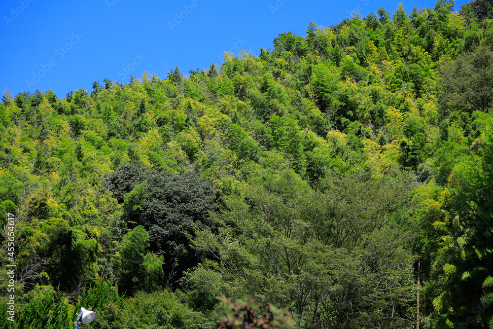 trees on a hill
