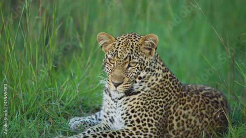 Sri Lankan leopard, Panthera pardus kotiya, big spotted cat lying on the tree in the nature habitat, Yala national park, Sri Lanka. photo