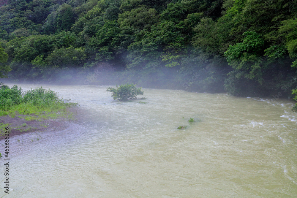 Obraz premium river in the forest