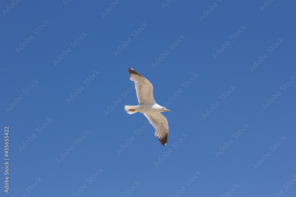 Obraz premium Seagull, bird that is usually at sea.