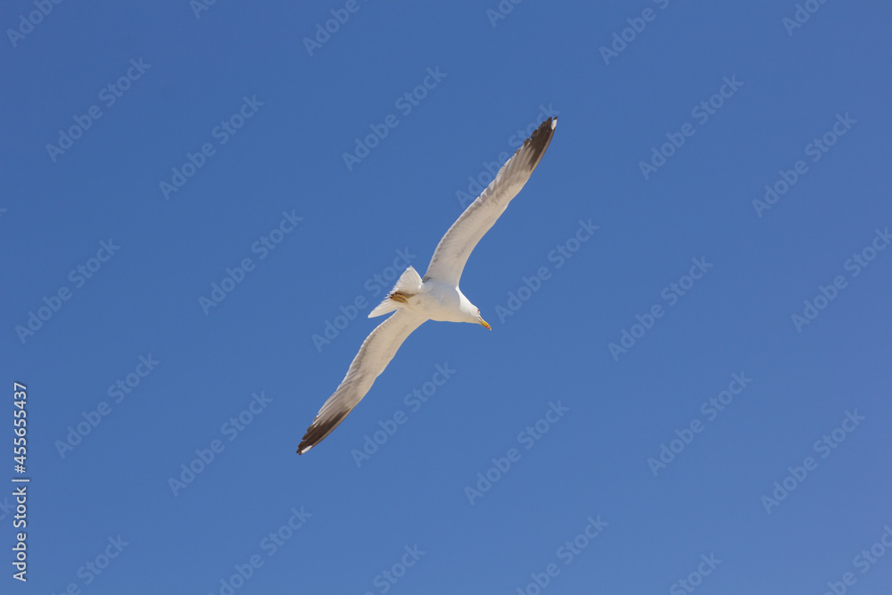 Seagull, bird that is usually at sea. Seagull, bird that is usually at sea.