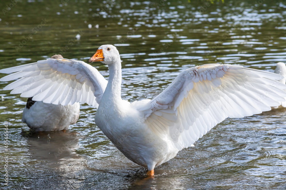 group of domestic white farm geese swim and splash water drops in dirty muddy water, enjoy first warm sun rays, peace and tranquillity of nature group of domestic white farm geese swim and splash water drops in dirty muddy water, enjoy first warm sun rays, peace and tranquillity of nature