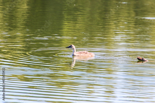 Great crested grebe chicken floating on the Danube river
