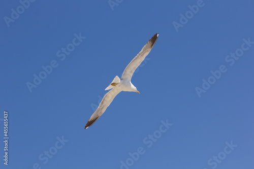 Seagull, bird that is usually at sea.