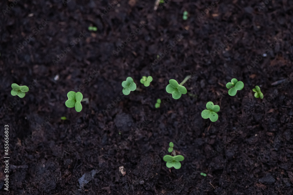 young green plant young green plant