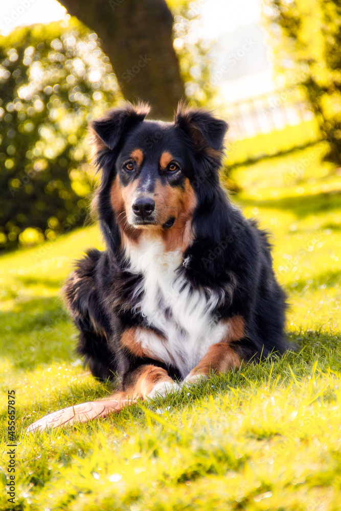 leidenschaftliche, lebendige und professionelle Tierfotografie, wundervolle und natürliche Outdoorfotos für Tiere in Deutschland und auf der ganzen Welt, schöne Tierfotos von Hunde
