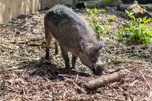 Visayan warty pig - wild boar, on a sunny day