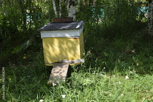 a beehive in the forest, a summer day