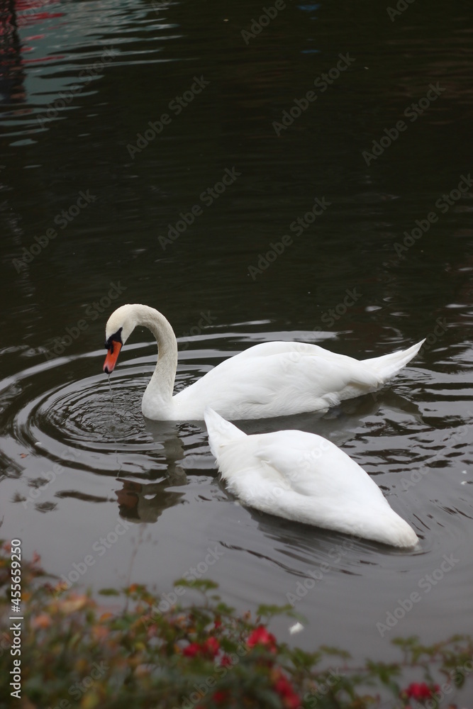 Fototapeta premium Swans on the water