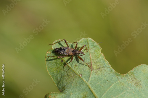 Tree damsel bug (Himacerus apterus) of the family Nabidae on an oak leaf. Late summer, September, Netherlands  photo