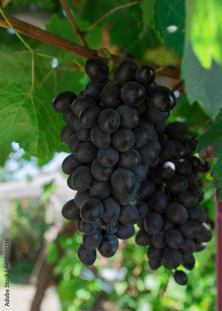 ripe black grapes hanging on a bush