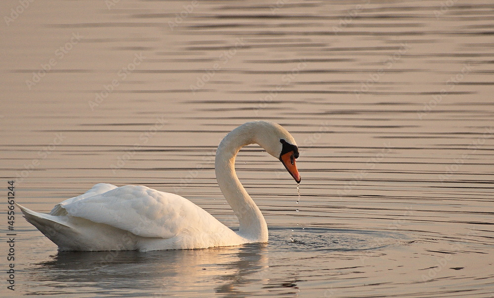 Fototapeta premium White swan swimming on the lake in spring.