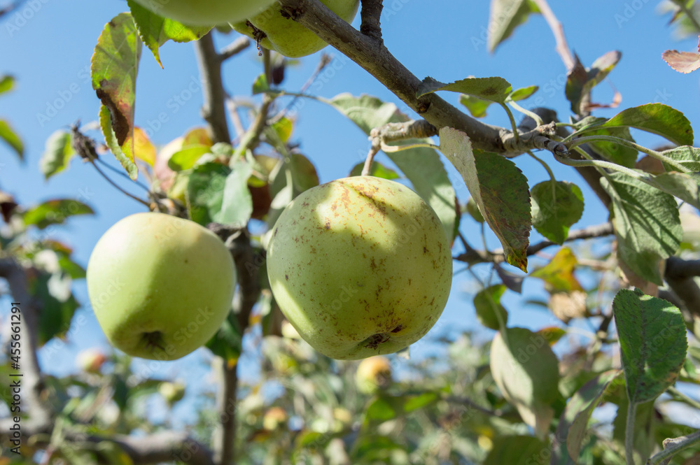 green apples hang on the tree in the garden green apples hang on the tree in the garden