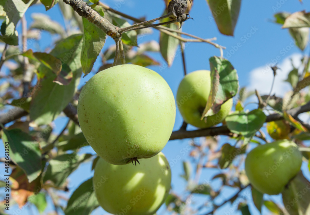 green apples hang on the tree in the garden green apples hang on the tree in the garden