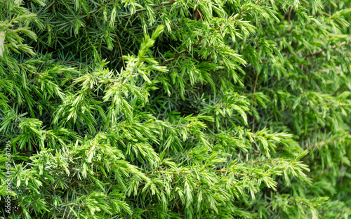 Close-up Juniper Juniperus communis. Selective focuse on needles on juniper branches. Nature concept for design background.