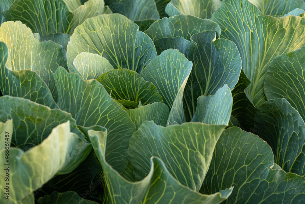 Fresh cabbage from farm field. View of green cabbages plants. Organic farming. Fresh cabbage from farm field. View of green cabbages plants. Organic farming.