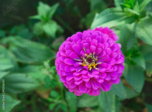 pink flower in the garden close up