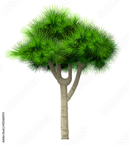 Decorative bonsai green tree pine fir isolated