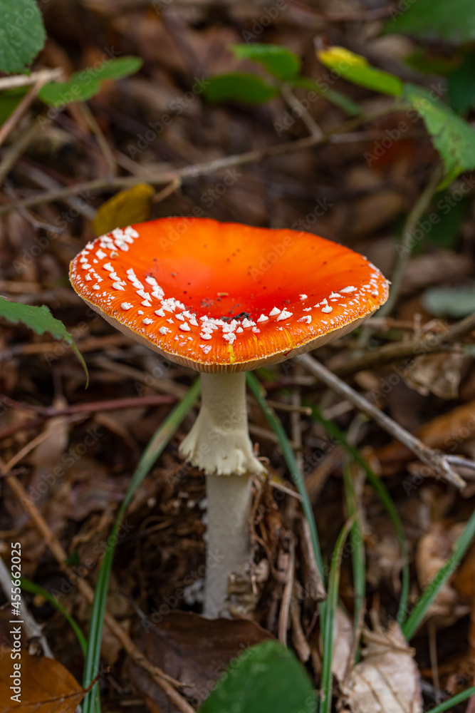 Toadstool close up of wild forest mushrooms Toadstool close up of wild forest mushrooms