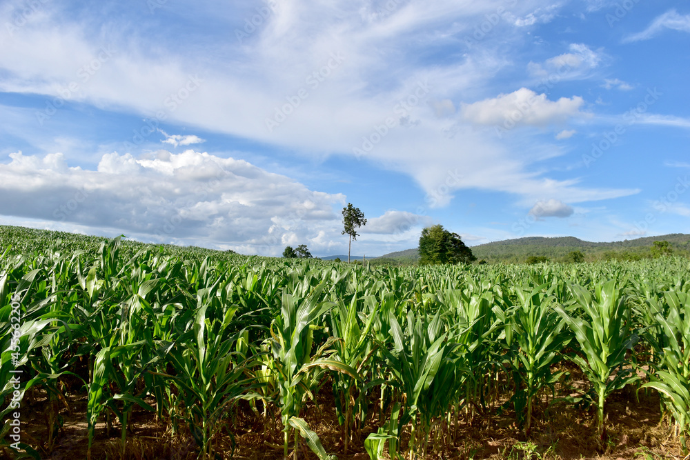 Corn field on the mountain in northern Thailand Corn field on the mountain in northern Thailand