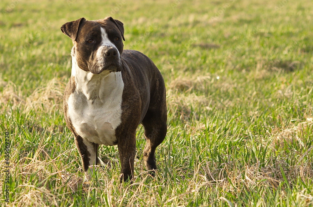 American Staffordshire Terrier or the Amstaff dog, female, standing and looking somewhere.