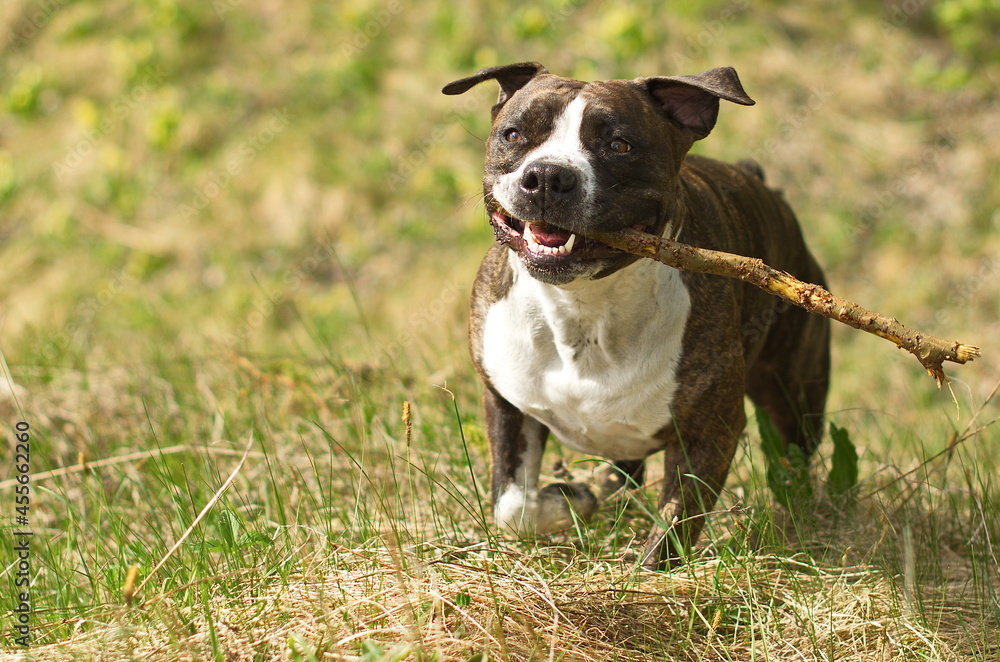 American Staffordshire Terrier or the Amstaff dog, female, runing with stick in mouth.
