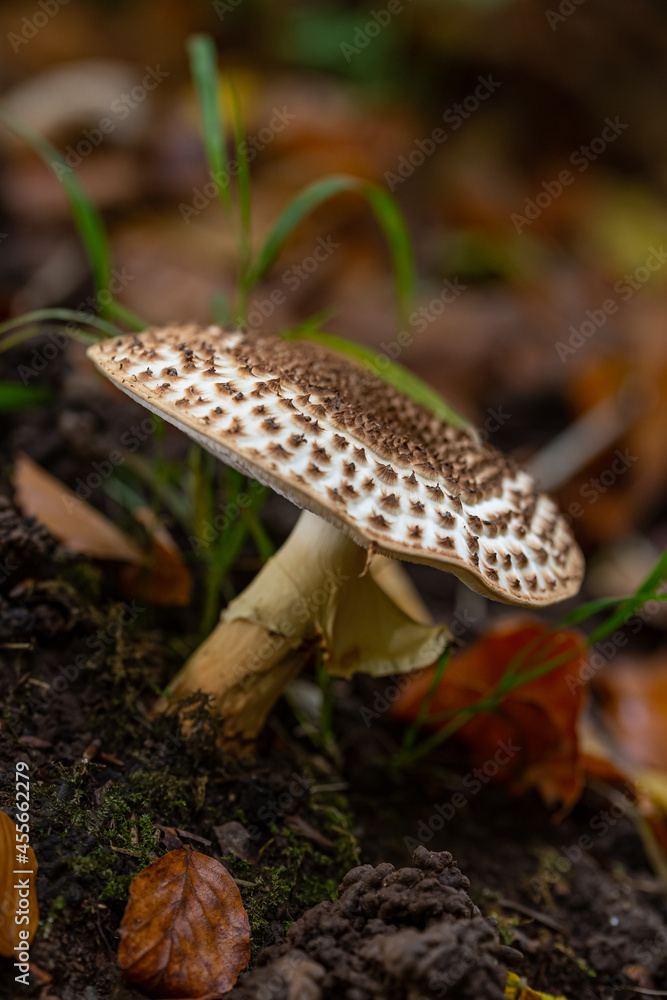 Toadstool close up of wild forest mushrooms Toadstool close up of wild forest mushrooms