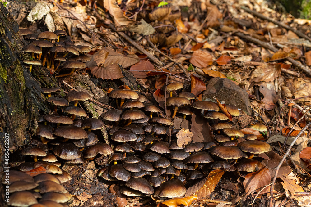 Toadstool close up of wild forest mushrooms Toadstool close up of wild forest mushrooms