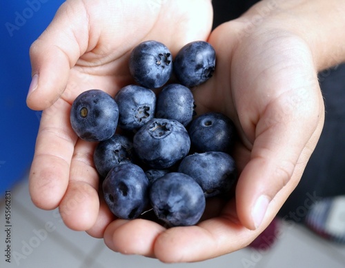 Photo of large ripe blueberries in kid's hands.