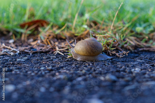 Uva caracol se arrastra lentamente en el pavimento junto a un jardín. día soleado en la naturaleza.
