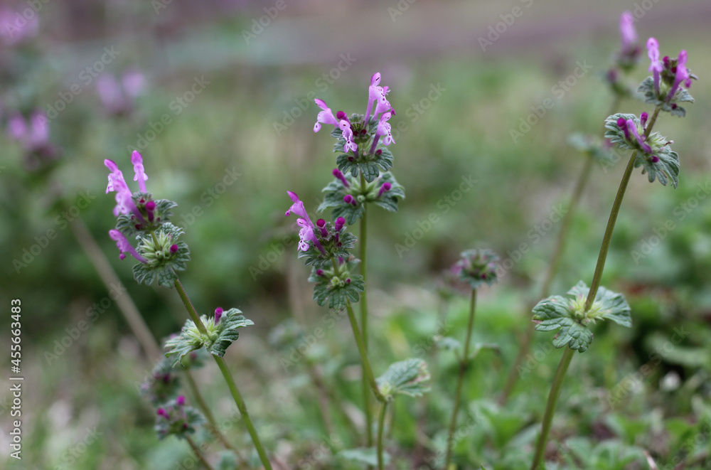 Field of Small Wildflowers in East Texas Field of Small Wildflowers in East Texas